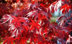 Fireglow Red Leaf Japanese Maple - 5 Gallon Pot (4-4.5') -Garden Plant Seeds Picture Japanese Maple Fireglow 3