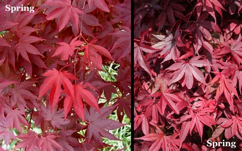 Red 'N Summer Japanese Maple - Acer Palmatum 'Hefner's Red' - 3 Gallon Pot 6 Red 'N Summer Japanese Maple - Acer Palmatum 'Hefner's Red' - 3 Gallon Pot - Image 4