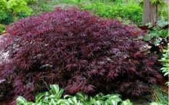 Red Dragon Dwarf Japanese Maple - 1 Gallon Pot -Garden Plant Seeds Picture Japanese Maple Red Dragon 2