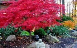 Red Dragon Dwarf Japanese Maple - 1 Gallon Pot -Garden Plant Seeds Picture Japanese Maple Red Dragon 4 2
