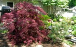 Tamukeyama Dwarf Red Japanese Maple (High Graft Tree Form)- 3 Gallon Pot -Garden Plant Seeds Picture Japanese Maple Tamukeyama 3 1
