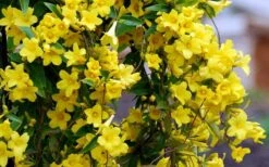 Carolina Yellow Jasmine (Jessamine) Gelsemium Sempervirens - 2 Gallon Pot -Garden Plant Seeds Picture Jasmine Carolina 6