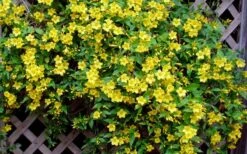 Carolina Yellow Jasmine (Jessamine) Gelsemium Sempervirens - 2 Gallon Pot -Garden Plant Seeds Picture Jasmine Carolina 7