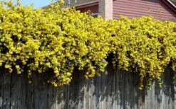 Carolina Yellow Jasmine (Jessamine) Gelsemium Sempervirens - 2 Gallon Pot -Garden Plant Seeds Picture Jasmine Carolina On Fence