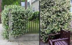Confederate Jasmine Vine (Trachelospermum Jasminoides) - 1 Gallon Pot 16 Confederate Jasmine Vine (Trachelospermum Jasminoides) - 1 Gallon Pot -Garden Plant Seeds Picture Jasmine Confederate 2