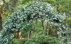 Confederate Jasmine Vine (Trachelospermum Jasminoides) - 1 Gallon Pot 15 Confederate Jasmine Vine (Trachelospermum Jasminoides) - 1 Gallon Pot -Garden Plant Seeds Picture Jasmine Confederate On Arch