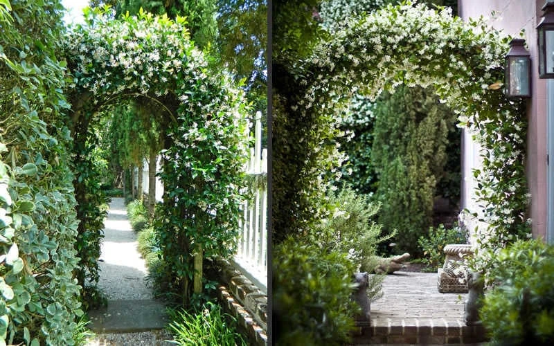 Confederate Jasmine Vine (Trachelospermum Jasminoides) - 1 Gallon Pot 9 Confederate Jasmine Vine (Trachelospermum Jasminoides) - 1 Gallon Pot - Image 7