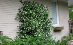 Star Jasmine Vine (Trachelospermum Jasminoides) - 3 Gallon Pot -Garden Plant Seeds Picture Jasmine Confederate On Trellis 1
