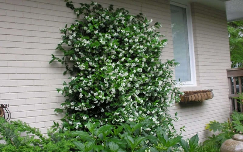 Confederate Jasmine Vine (Trachelospermum Jasminoides) - 1 Gallon Pot 10 Confederate Jasmine Vine (Trachelospermum Jasminoides) - 1 Gallon Pot - Image 8