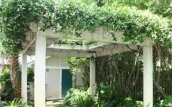 Confederate Jasmine Vine (Trachelospermum Jasminoides) - 1 Gallon Pot 21 Confederate Jasmine Vine (Trachelospermum Jasminoides) - 1 Gallon Pot -Garden Plant Seeds Picture Jasmine Confederate Vine 2