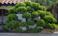 Kaizuka Twisted Juniper - 1 Gallon Pot 12 Kaizuka Twisted Juniper - 1 Gallon Pot -Garden Plant Seeds Picture Juniper Hollywood Pom pom 2