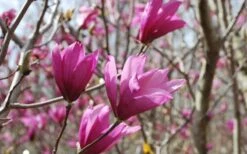 Ann Magnolia Tulip Tree - 5 Gallon Pot -Garden Plant Seeds Picture Magnolia Ann 1 1
