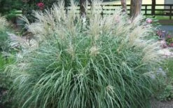 Adagio Dwarf Maiden Grass - Miscanthus Sinensis - 3 Gallon Pot -Garden Plant Seeds Picture Maiden Grass Adagio Dwarf 1