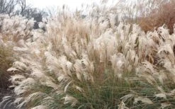 Adagio Dwarf Maiden Grass - Miscanthus Sinensis - 1 Gallon Pot -Garden Plant Seeds Picture Maiden Grass Adagio Dwarf 2