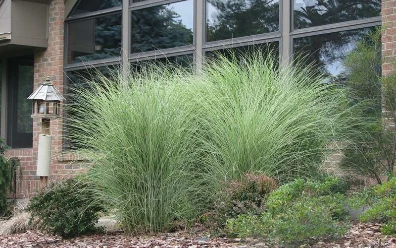 Maiden Grass - Miscanthus Sinensis 'Gracillimus' - 6 Pack Of 1 Gallon Pots 7 Maiden Grass - Miscanthus Sinensis 'Gracillimus' - 6 Pack Of 1 Gallon Pots - Image 5