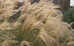Maiden Grass - Miscanthus Sinensis 'Gracillimus' - 3 Gallon Pot -Garden Plant Seeds Picture Miscanthus Gracillimus Flowers Closeup 2