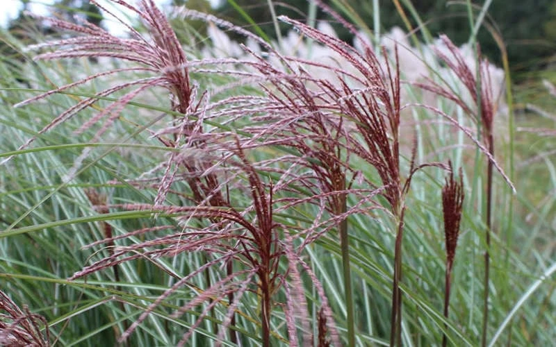Maiden Grass - Miscanthus Sinensis 'Gracillimus' - 6 Pack Of 1 Gallon Pots 10 Maiden Grass - Miscanthus Sinensis 'Gracillimus' - 6 Pack Of 1 Gallon Pots - Image 8
