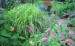 Little Zebra Grass - Miscanthus - 3 Gallon Pot -Garden Plant Seeds Picture Miscanthus Little Zebra 3