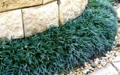 Dwarf Mondo Grass - 18 Count Flat Of Pint Pots 14 Dwarf Mondo Grass - 18 Count Flat Of Pint Pots -Garden Plant Seeds Picture Mondo Grass Dwarf 4 1