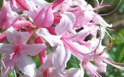Varnadoes Phlox Pink Native Azalea - Rhododendron Canescens - 1 Gallon Pot 17 Varnadoes Phlox Pink Native Azalea - Rhododendron Canescens - 1 Gallon Pot -Garden Plant Seeds Picture Native Azalea Varnadoes Pink Phlox Closeup