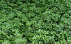 Pachysandra - Japanese Spurge - 18 Count Flat Of Pint Pots -Garden Plant Seeds Picture Pachysandra 2