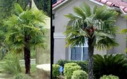 Windmill Cold Hardy Palm Tree - 1 Gallon Pot -Garden Plant Seeds Picture Palm Windmill 3 1