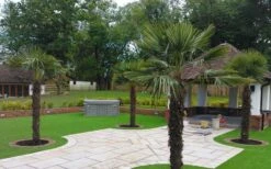 Windmill Cold Hardy Palm Tree - 3 Gallon Pot -Garden Plant Seeds Picture Palm Windmill 4