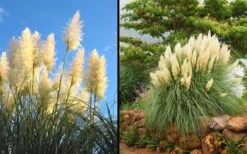 White Pampas Grass - 1 Gallon Pot 13 White Pampas Grass - 1 Gallon Pot -Garden Plant Seeds Picture Pampas Grass White 2