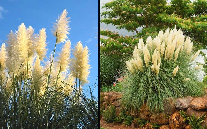 White Pampas Grass - 1 Gallon Pot 8 White Pampas Grass - 1 Gallon Pot - Image 6