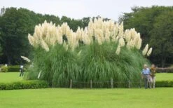 White Pampas Grass - 3 Gallon Pot -Garden Plant Seeds Picture Pampas Grass White 3 1