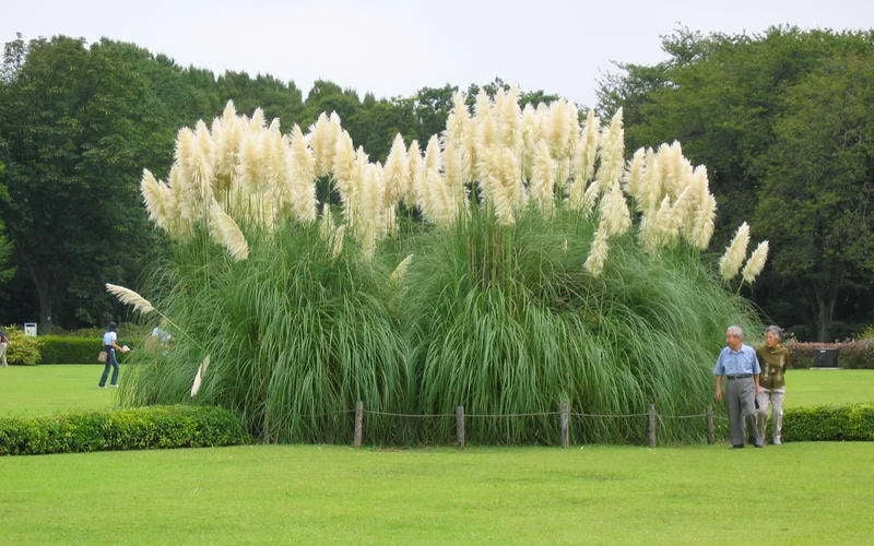 White Pampas Grass - 1 Gallon Pot 6 White Pampas Grass - 1 Gallon Pot - Image 4