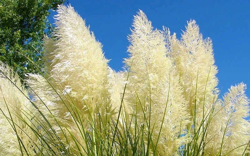 White Pampas Grass - 1 Gallon Pot 7 White Pampas Grass - 1 Gallon Pot - Image 5