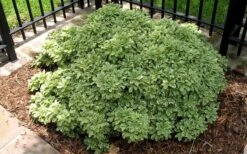 Variegated Pittosporum - Japanese Mock Orange - 1 Gallon Pot -Garden Plant Seeds Picture Pittosporum Variegated Shrub 1
