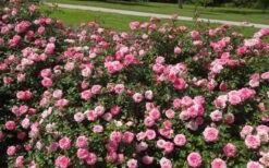 Sweet Drift Groundcover Rose - 1 Gallon Pot -Garden Plant Seeds Picture Rose Drift Sweet 1 1