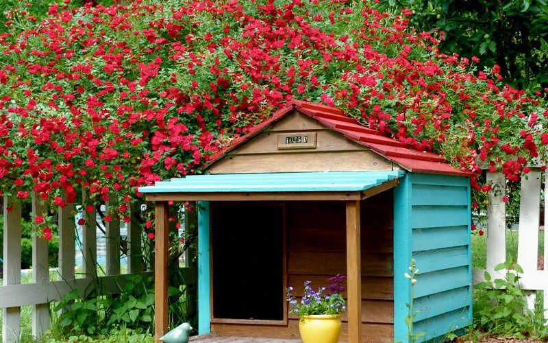 Red Cascade Miniature Climbing Rose - 2.5 Quart Pot 6 Red Cascade Miniature Climbing Rose - 2.5 Quart Pot - Image 4