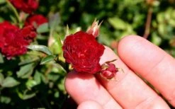 Red Cascade Miniature Climbing Rose - 2.5 Quart Pot 17 Red Cascade Miniature Climbing Rose - 2.5 Quart Pot -Garden Plant Seeds Picture Rose Red Cascade 5