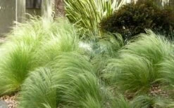 Pony Tails Mexican Feather Grass - Stipa Tennuissima - 6 Pack Of 1 Gallon Pots -Garden Plant Seeds Picture Stipa Tenuissima 7