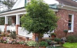 Fragrant White Tea Olive - 7 Gallon Pot (5-6') -Garden Plant Seeds Picture Tea Olive Tree