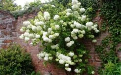 Chinese Snowball Viburnum Bush - 3 Gallon Pot 15 Chinese Snowball Viburnum Bush - 3 Gallon Pot -Garden Plant Seeds Picture Viburnum Chinese Snowball Espalier