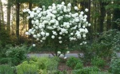 Chinese Snowball Viburnum Bush - 3 Gallon Pot 16 Chinese Snowball Viburnum Bush - 3 Gallon Pot -Garden Plant Seeds Picture Viburnum Chinese Snowball Tree 1