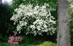 Chinese Snowball Viburnum Bush - 7 Gallon Pot (2-3') -Garden Plant Seeds Picture Viburnum Chinese Snowball Tree 2 1
