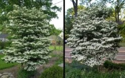 Summer Snowflake Viburnum - 3 Gallon Pot 15 Summer Snowflake Viburnum - 3 Gallon Pot -Garden Plant Seeds Picture Viburnum Summer Snowflake 2 2