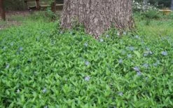 Evergreen Periwinkle - Vinca Minor - 18 Count Flat Of Pint Pots -Garden Plant Seeds Picture Vinca Minor Around tree