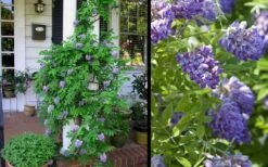 Amethyst Falls Wisteria Vine - 3 Gallon Pot -Garden Plant Seeds Picture Wisteria Amethyst Falls 2