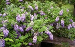 Amethyst Falls Wisteria Vine - 3 Gallon Pot -Garden Plant Seeds Picture Wisteria Amethyst Falls 5