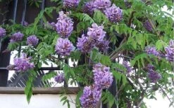 Amethyst Falls Wisteria Vine - 3 Gallon Pot -Garden Plant Seeds Picture Wisteria Amethyst Falls Vine 1