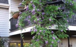 Amethyst Falls Wisteria Vine - 3 Gallon Pot -Garden Plant Seeds Picture Wisteria Amethyst Falls Vine