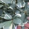 Variegated Pittosporum - Japanese Mock Orange - 1 Gallon Pot -Garden Plant Seeds Pittosporum Variegated 10