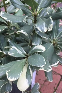 Variegated Pittosporum - Japanese Mock Orange - 1 Gallon Pot