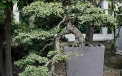 Variegated Pittosporum - Japanese Mock Orange - 1 Gallon Pot -Garden Plant Seeds Pittosporum Variegated Bonsai